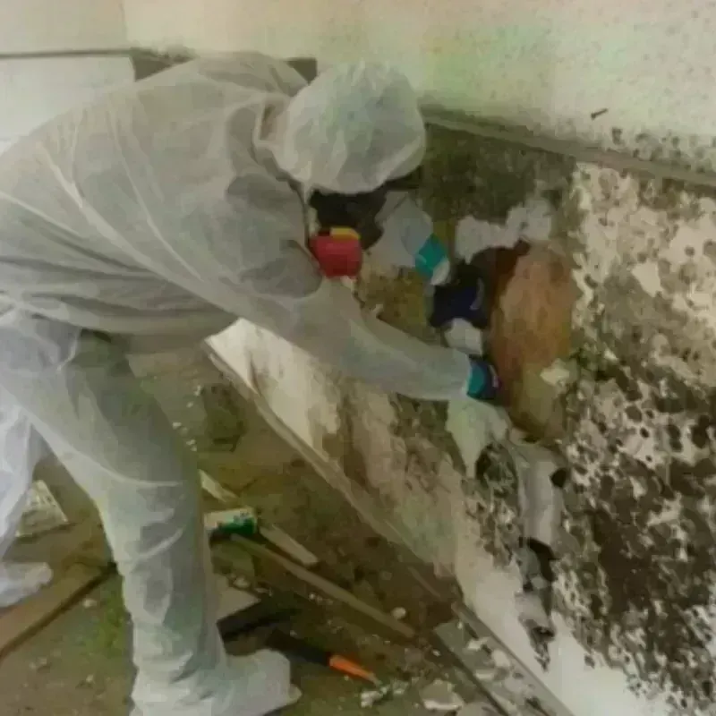 Mold Remediation and Removal in Sabine County, TX